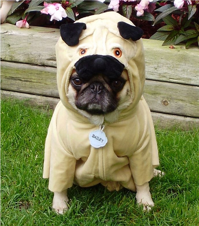 Pug wearing a funny costume