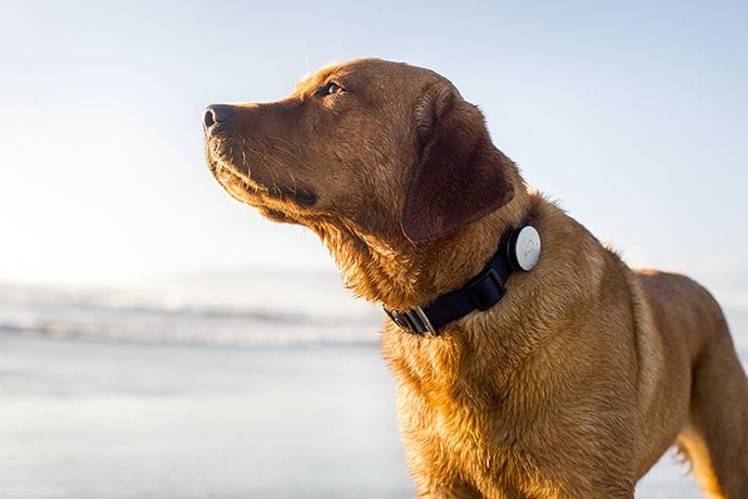 Dog wearing a Whistle tracker