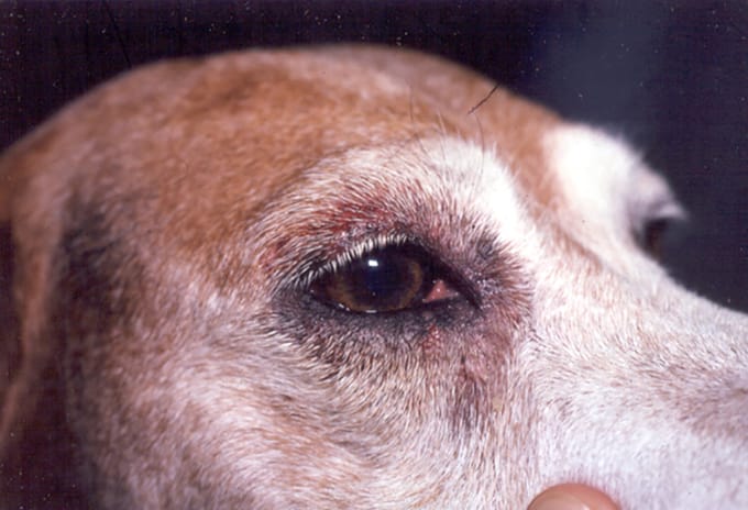 treatment for dog allergies in humans