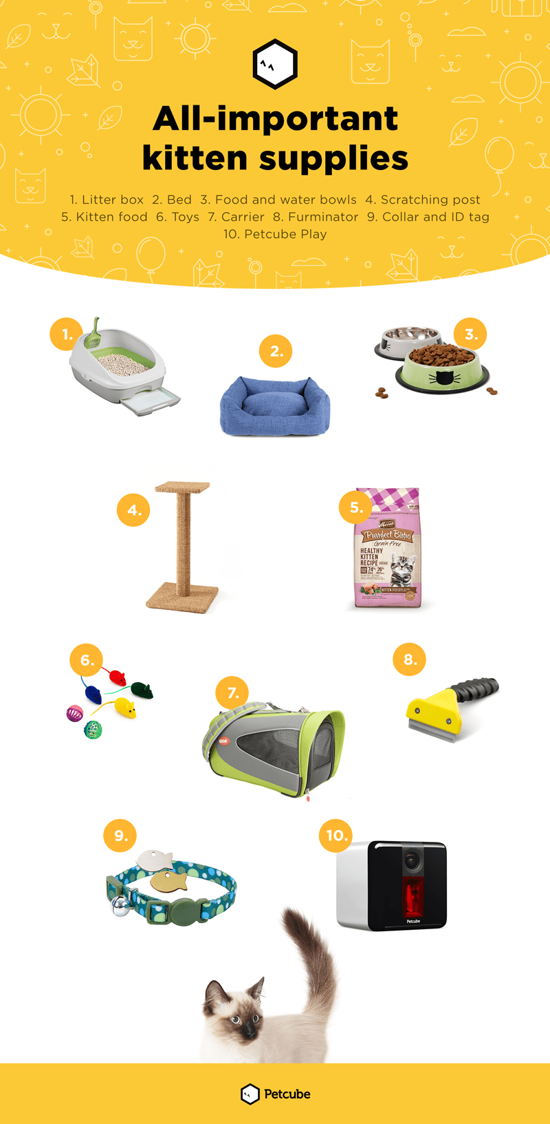 10 All Important Kitten Supplies Infographic