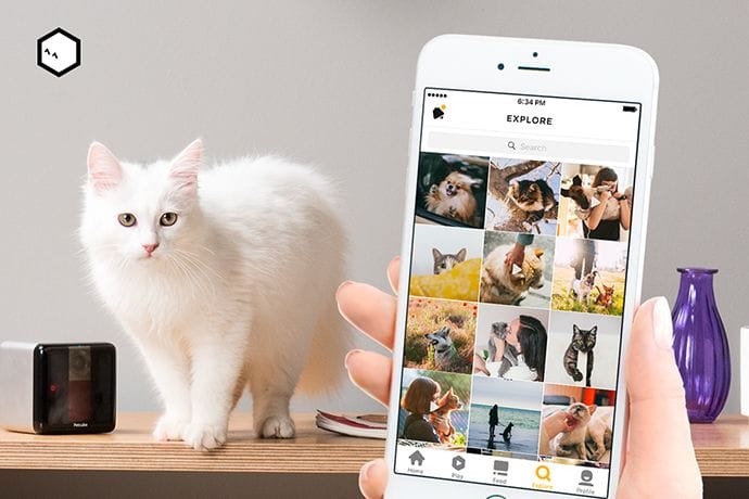 Petcube iOS app explore tab