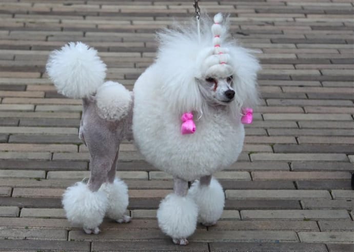 why do poodles have weird haircuts