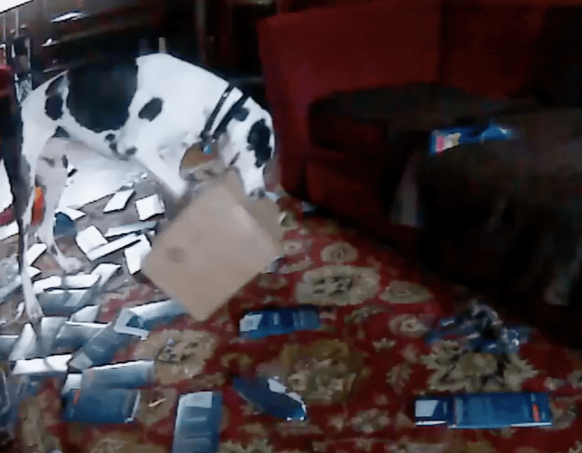 These Funny Dogs Were Caught on Hidden Pet Cam