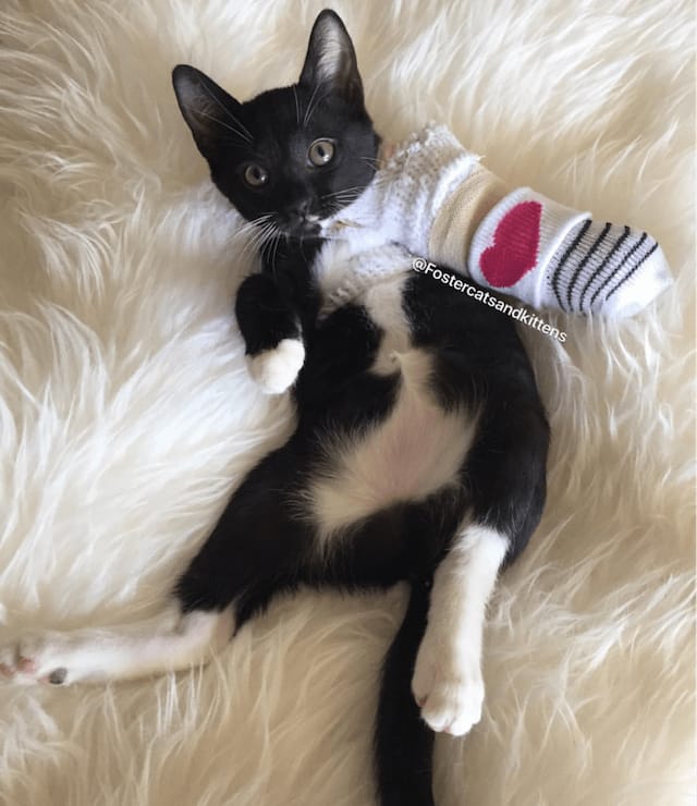 This Kitten's Broken Paw Is A Fashion Statement