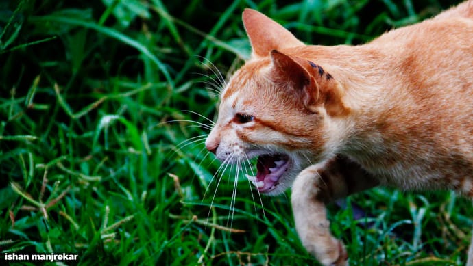 What Your Cat's Sounds Mean: Yowling, Meowing, Purring ...