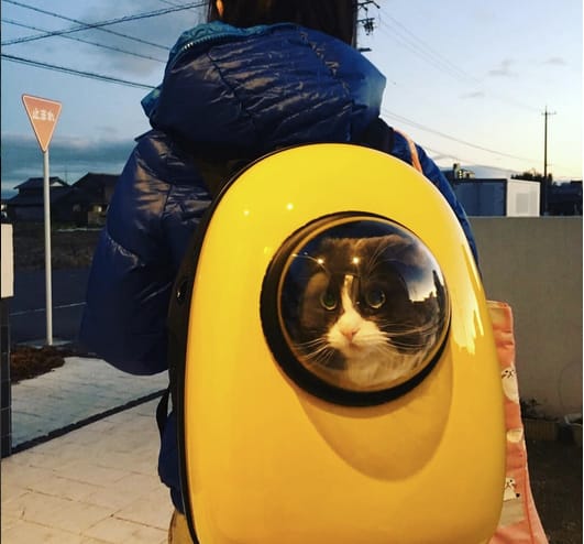 U-Pet carrier for pets