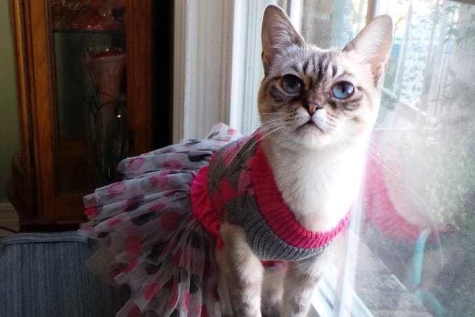 Image result for cats wearing clothes