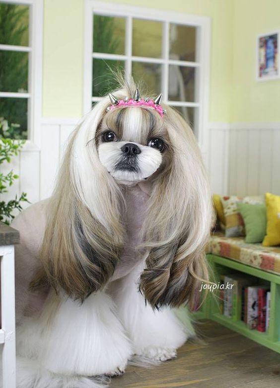 23 Hilariously Awful Dog Haircuts