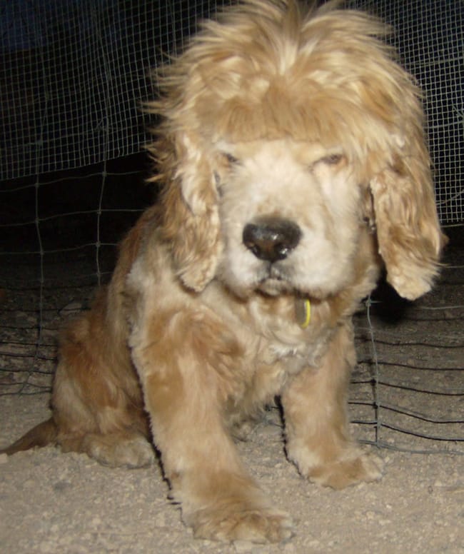 Golden retriever with bangs