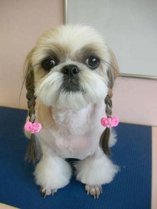 cool dog haircuts