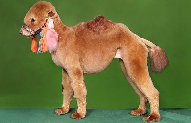 Funny shaved sale dogs