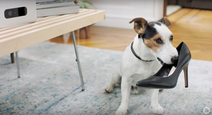 dog chewing shoes when alone