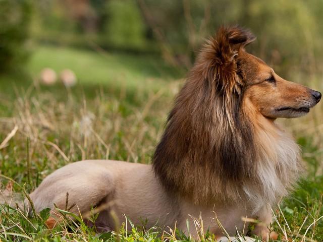 Lioness dog haircut