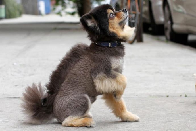 Haircuts for outlet fluffy dogs