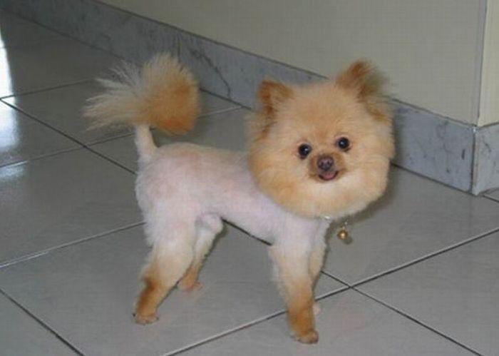 Fluffy tail dog haircut