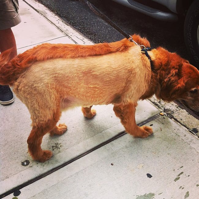 Body mohawk dog haircut