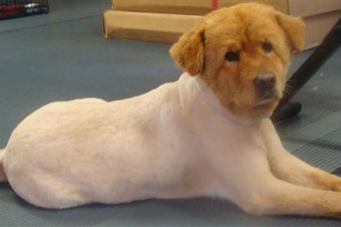 Golden retriever with 2024 short hair cut