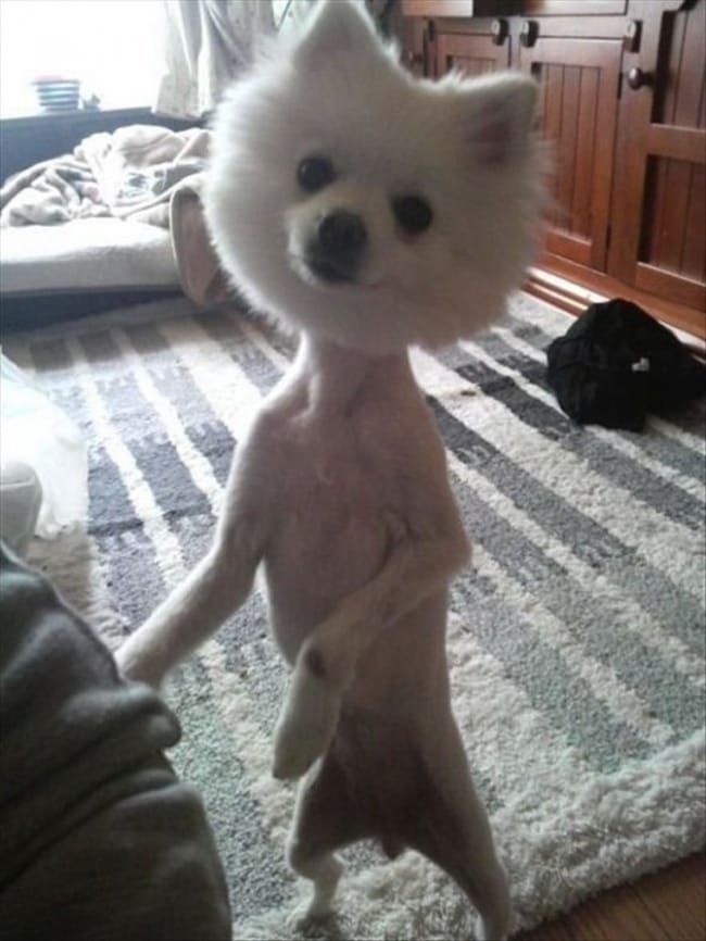 Dogs 2024 with haircuts