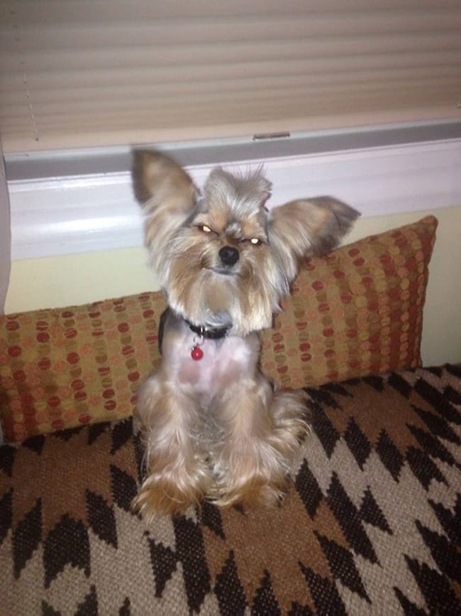 Gremlin dog haircut