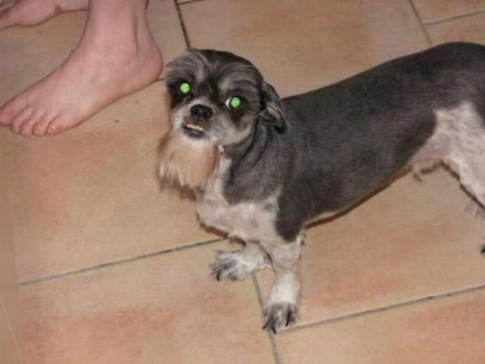 23 Hilariously Awful Dog Haircuts