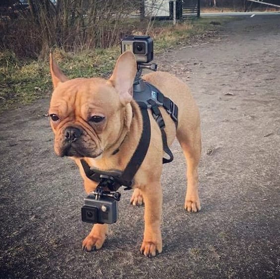 dog with a go pro