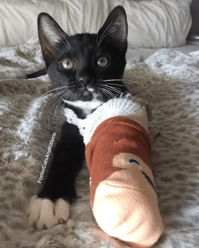 this-kitten-s-broken-paw-is-a-fashion-statement