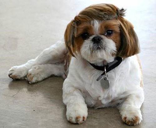 Dorky dog haircut