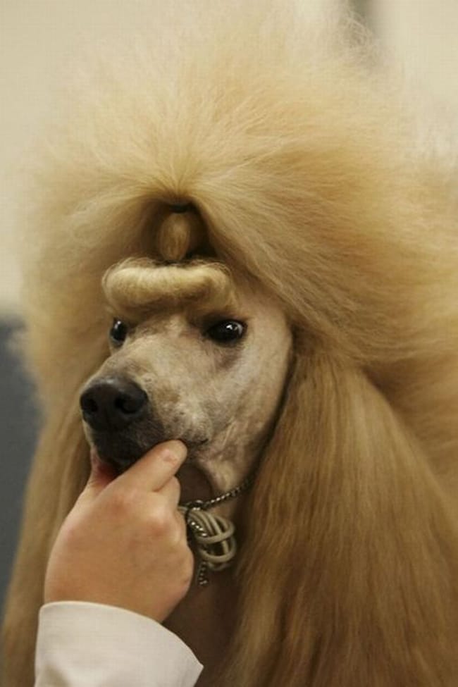 80's dog haircut