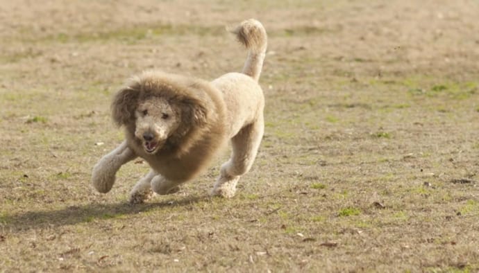 The Lion King dog haircut