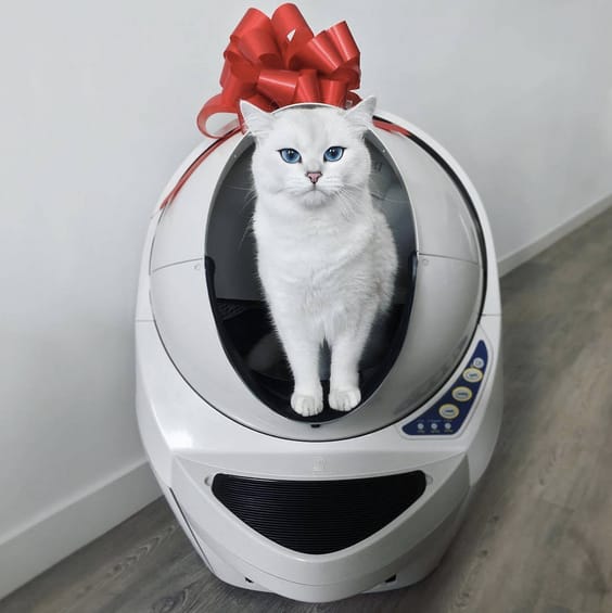 Litter Robot cat