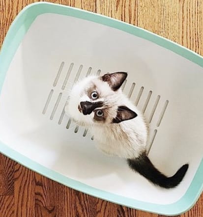 Cat in a luuup litter box
