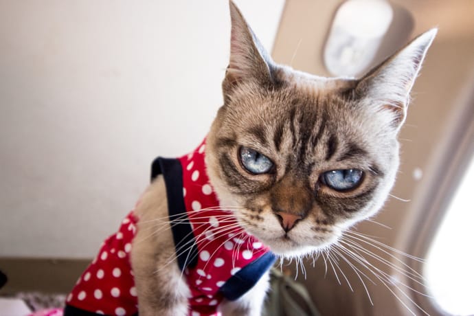 Twitchy Kitty Syndrome: Why Some Kitties Wear Clothes