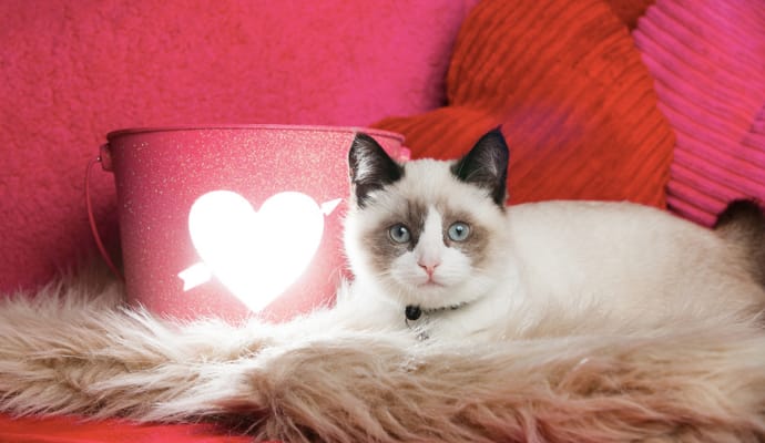 Cute valentine's day cat