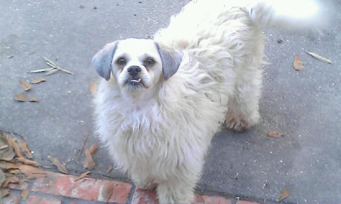 Sheep dog hairstyle