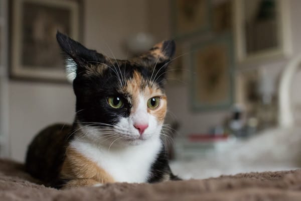 angry calico cat