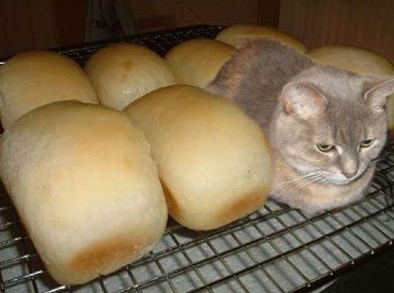Cat Loafing