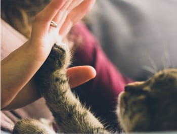 [Quiz] Does Your Cat Really Love You?