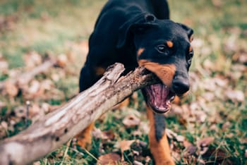 dog chewing wood