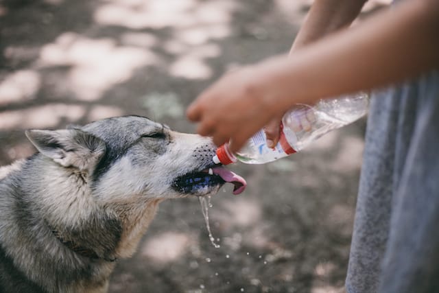 dog surviving emergency