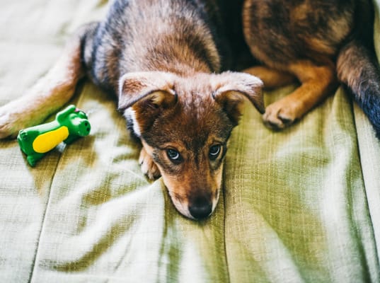 can anxiety cause incontinence in dogs