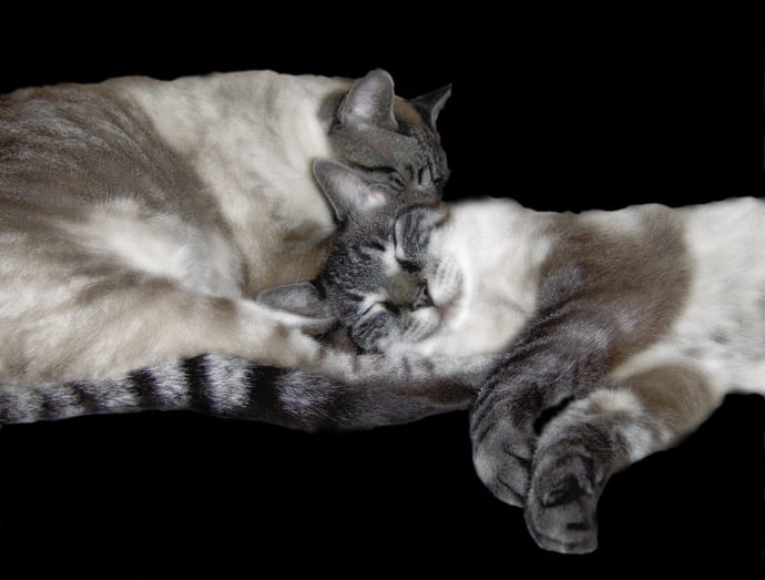 why you should adopt two cats at the same time