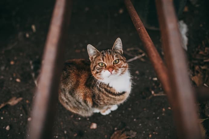 Cute cat waiting to be adopted