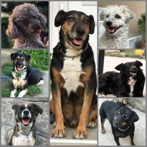 Rescued Dogs Collage