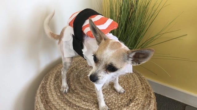 How to Make An Easy DIY Dog Sushi Costume For Halloween