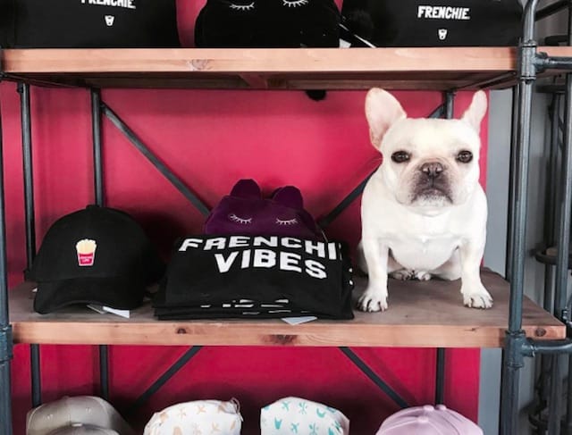 Frenchie fashion