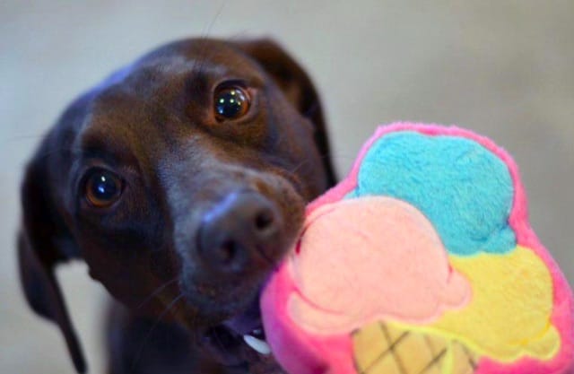 ice cream dog toy