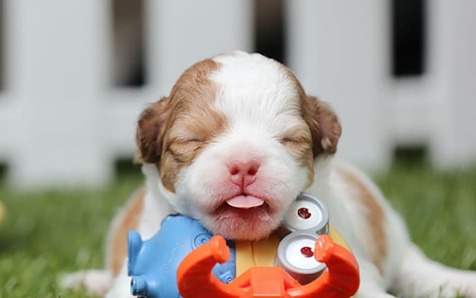 Cute puppy photo