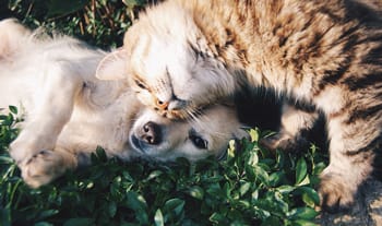 19 Interesting Facts About Senior Pets