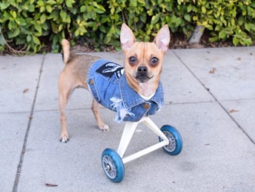 8 Special Dogs To Inspire Your Instagram Feed