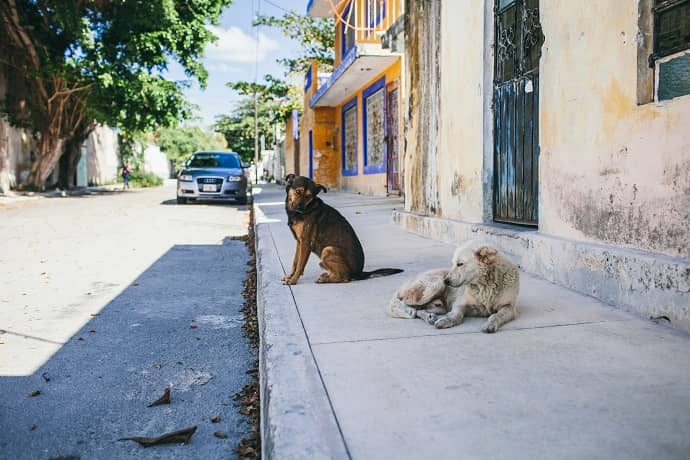Stray Dogs on the street